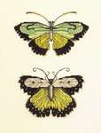 Click/tap for more details of Butterflies of the Meadow (cross stitch) by Nora Corbett