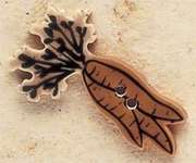 Click/tap for more details of Carrot Buttons (beads and treasures) by Mill Hill