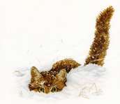 Click for more details of Cat in the Snow (cross stitch) by MP Studios