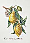 Click for more details of Citrus Lemon (cross stitch) by Eva Rosenstand