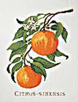 Click for more details of Citrus Sinensis (cross stitch) by Eva Rosenstand