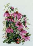 Coneflowers