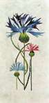 Click for more details of Cornflowers (cross stitch) by Thea Gouverneur
