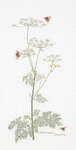 Click for more details of Cow Parsley and Bees (cross stitch) by Thea Gouverneur