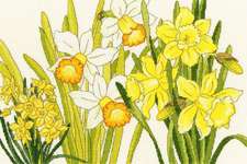 Click for more details of Daffodil Blooms (cross stitch) by Bothy Threads