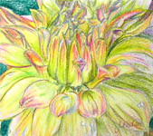 Click for more details of Dahlias (watercolour pencil) by Julie Peden