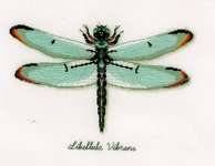 Click for more details of Dragonfly (cross stitch) by Vervaco