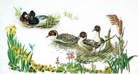 Click for more details of Duck Pond (cross stitch) by Thea Gouverneur