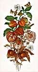 Click/tap for more details of Emerald Berry (cross stitch) by MP Studios