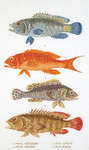 Click for more details of Fish Sampler (cross stitch) by Thea Gouverneur