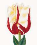 Click for more details of Flamed Single Late Tulip (cross stitch) by Thea Gouverneur