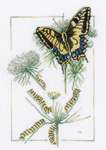 Click for more details of From Caterpillar to Butterfly (cross stitch) by Marjolein Bastin