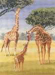 Click for more details of Giraffes (cross stitch) by John Clayton
