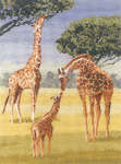 Giraffes - 14 count Aida