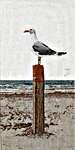 Gull on a Beach