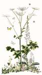 Click for more details of Heracleum Sibericum (cross stitch) by Thea Gouverneur