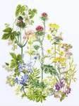 Click for more details of Herb Panel (cross stitch) by Thea Gouverneur