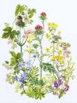 Click/tap for more details of Herb Panel (cross stitch) by Thea Gouverneur