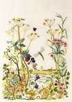 Click for more details of Hogweed and Berries (cross stitch) by Permin of Copenhagen