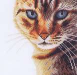 Click for more details of Kitten in Close Up (cross stitch) by Lanarte