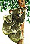 Click/tap for more details of Koala with Baby (cross stitch) by Vervaco