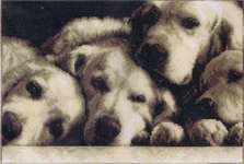 Click for more details of Labradors (cross stitch) by Vervaco