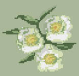 Click/tap for more details of Lenten Roses (cross stitch) by Anne Peden