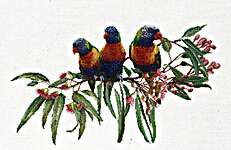 Lorikeets