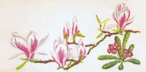 Magnolia and Primula