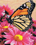 Click/tap for more details of Monarch Beauty (cross stitch) by Kustom Krafts