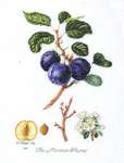 Morocco Plum - 18 count Aida