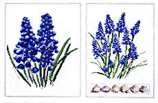 Click for more details of Muscari (cross stitch) by Thea Gouverneur