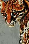 Click for more details of Ocelot (cross stitch) by Luca - S