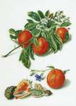Click for more details of Oranges and Mandarins (cross stitch) by Thea Gouverneur