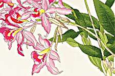 Click for more details of Orchid Blooms (cross stitch) by Bothy Threads