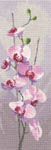 Orchid Panel - 27 count evenweave