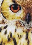 Click for more details of Owl in Close Up (cross stitch) by Lanarte