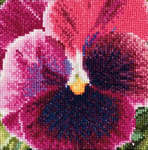 Pansy - Mauve