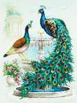 Click for more details of Peacocks (cross stitch) by Magic Needle