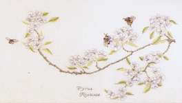 Click for more details of Pear Blossom (cross stitch) by Thea Gouverneur