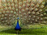 Click for more details of Perry the Peacock (photograph) by Margaret Elliot