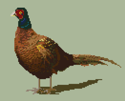 Pheasant