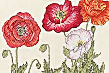 Click for more details of Poppy Blooms (cross stitch) by Bothy Threads