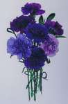 Purple Carnations