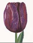 Click for more details of Purple Triumph Tulip (cross stitch) by Thea Gouverneur
