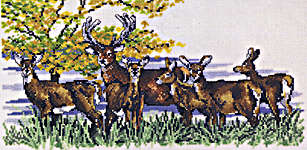 Red Deer