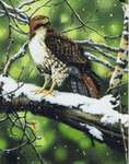 Click/tap for more details of Red-Tailed Hawk (cross stitch) by Kustom Krafts