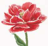 Click for more details of Red/White Edged Early Double Tulip (cross stitch) by Thea Gouverneur
