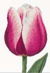 Click for more details of Red/White Triumph Tulip (cross stitch) by Thea Gouverneur