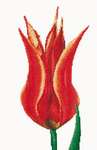 Click for more details of Red/Yellow Lily Flowering Tulip (cross stitch) by Thea Gouverneur